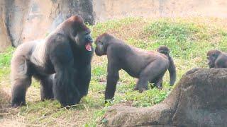 金剛猩猩Tayari與兒子Jabali的番茄吃播Tayari and Jabali enjoying tomatoes#金剛猩猩 #gorilla