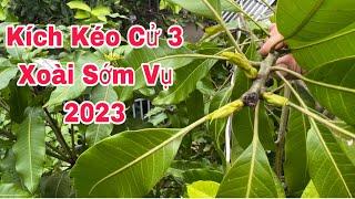 Kích Kéo Cử 3, Xoài Sớm Vụ 2023 | VTK.CHANNEL