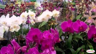 How to Get Orchids to Bloom Again