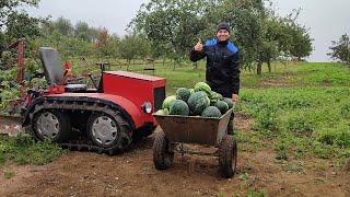 Гусеничный минитрактор пашет огород на зиму.