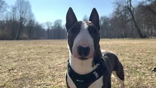 MINIATUR BULLTERRIER || EIN HUND FÜR ANFÄNGER ?