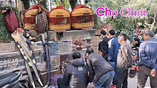 Chợ chim Tam Đa - Chim rừng nhiều nhất Hà Nội | LAM SƠN TV