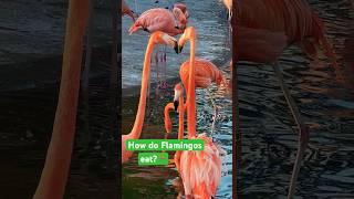 How do flamingos eat? #flamingos #flamingo #eat #shorts