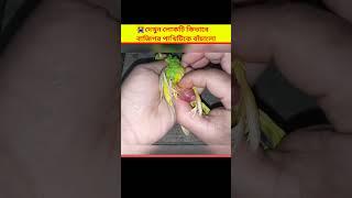  দেখুন লোকটি কিভাবে পাখিটিকে বাঁচালো | Egg binding issue in budgies Parrot - How to treatment