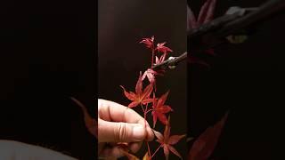 Rooting Japanese Maple Cuttings