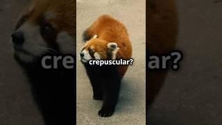 Panda-monium Unleashed: 5 Fun Facts About Red Pandas!