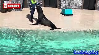 #seal    San Diego California USA 