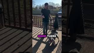Stop Using These Leads #leashtraining #frenchbulldog