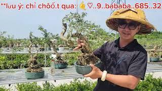 Bonsai Kim song Hinh 280k 0933368532linhsamnuitraihuonguyetquehongocmaichieuthuykimquytunghoatrang