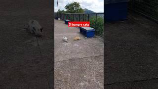 3 hungry cats #shorts