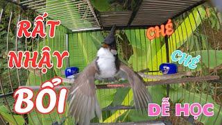 Chào Mào Hót Ché Hót Giọng 8-9-10 Ép Chim Non Học Giọng Chuẩn Rừng | luyện giọng chào mào hót hay