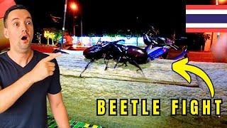 Beetle Fight In Chiang Rai, Thailand 