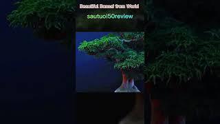 sautuoi50review Beautiful Bonsai from World 19