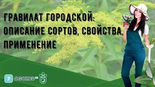 Гравилат городской: описание сортов, свойства, применение