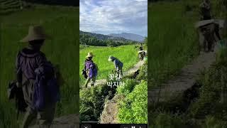 #여행#운남성 #시골# #박지현 #꽃길