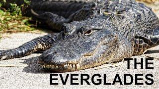 The Everglades National Park in One Day: What We Did!