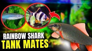 15 BEST Rainbow Shark Tank Mates...