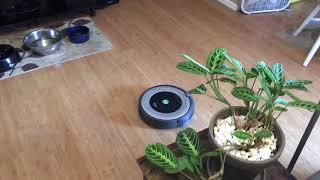 Dog scared of robot vacuum