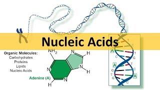 Nucleic Acids & DNA Replication (updated)