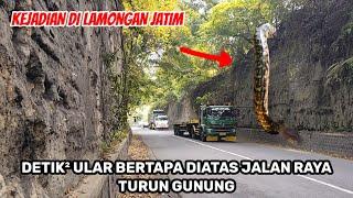 kejadian di lamongan.! detik² ular bertapa diatas jalan raya gunung pegat ngimbang turun gunung