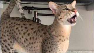 Big Savannah Cat With The Cutest Meows Ever!  I Love His Unique Purr Meow!  #cats #cute