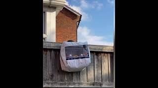 2022 switty goldfinch