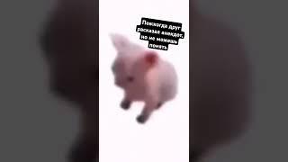 Не понял #свинтус