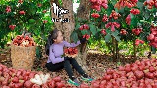 The process of harvesting ROSE APPLE in the DEEP FOREST | Emma Daily Life