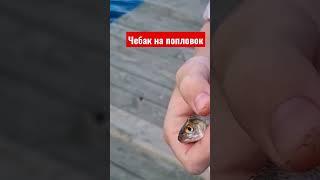 чебак #nature #рыбалка #рыба #озеро #shorts