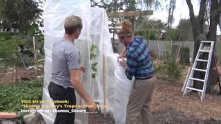 Winter Protecting Your Fruit Trees