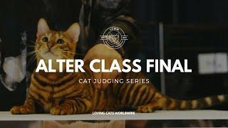 Cat judging: Alter Class Final from Seattle Cat Extravaganza 2023