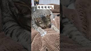 애교대장 미미 #꾹꾹이 #미미 #미묘 #고양이 #애교냥