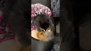 Pomeranian Laughter Team: The Epic Comeback!