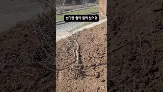 신기한 일이 일어 났어요 #노란용 #신기한 #농사 #시골생활 #CapCut