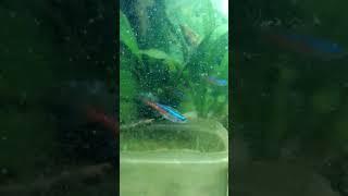 neon tetra fish #bestfarmhouse #shorts