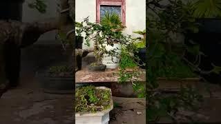 Bonsai Serut #shorts #bonsai #bonsaitree #nature #beautiful