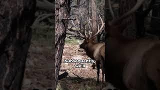 Best 5 States to Elk Hunt #hunting #elkhunting #outdoors #hunt