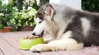 Pet Nutrition Matters: Why You Should Get Certified Today