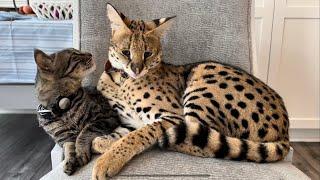 Serval and Cat Friends