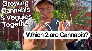 Grow Organic Cannabis & Vegetables Together? Here’s Why It Works!