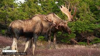 MooseMan Rick's Top Five Bull Moose Part 1| MooseMan Nature Photos Video