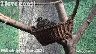 Philadelphia Zoo Sunbittern Adult Poses for Grand Finale