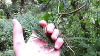 How to identify Scots Pine