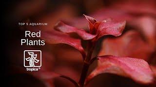 Top 5 Red Aquarium Plants