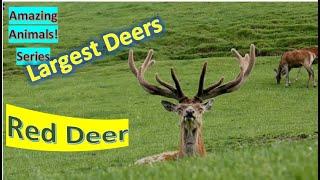 Red Deer facts  one of the largest deers  are they ruminants 