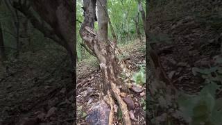 snake rescue short 2025 #Sarpmitra Neeraj Prajapat