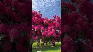 Very beautiful Rhododendron/Rododendro muy hermoso/#shorts