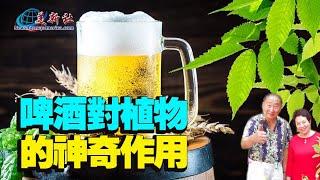 The Magical Effects of Beer on Plants