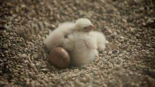 Falcons raise family atop Evanston Public Library