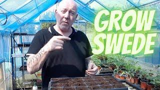 Grow Swede From Seed [Gardening Allotment UK] Home Growing Veg